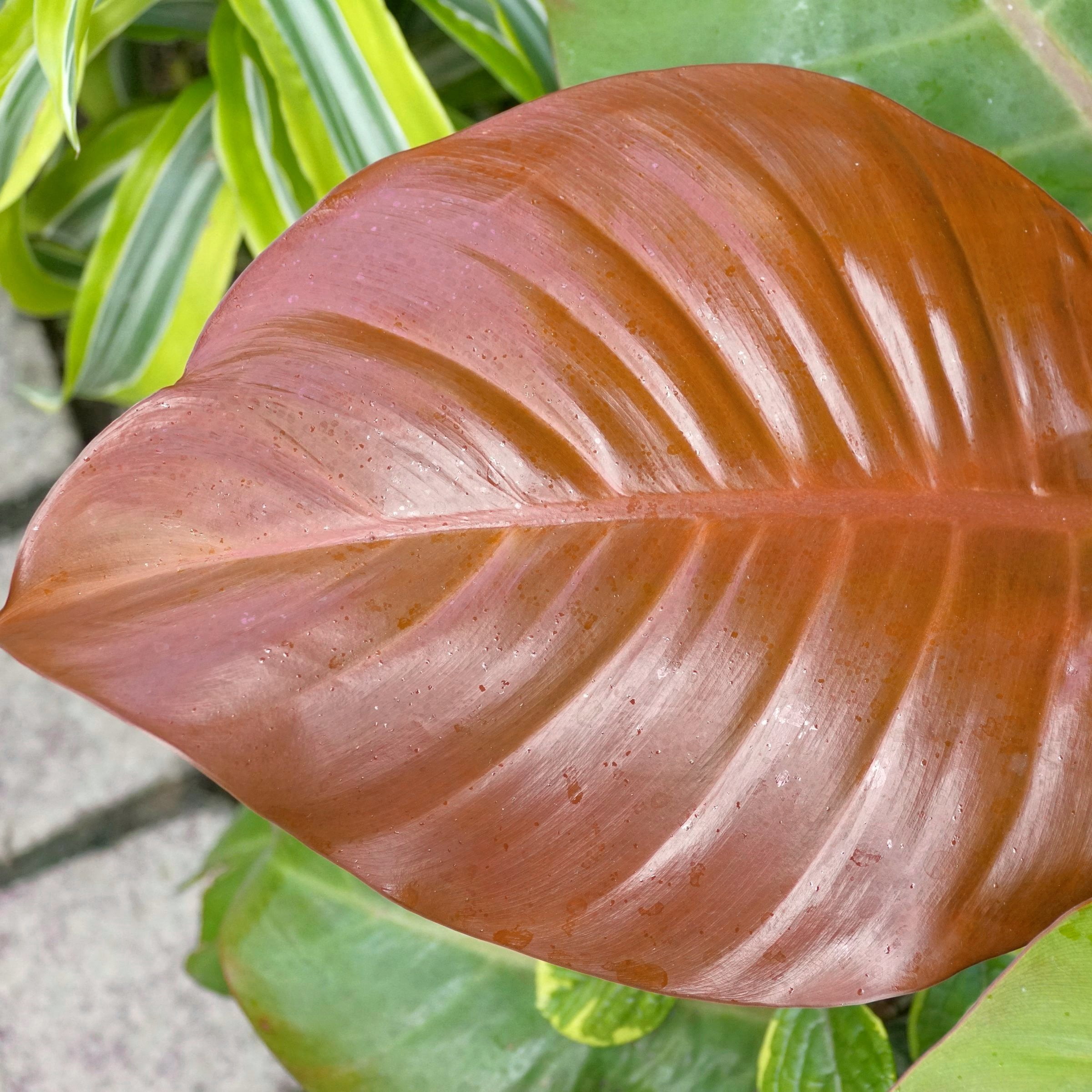 4 in. Philodendron McColley's Finale Plant in Grower Container (3-Pack)