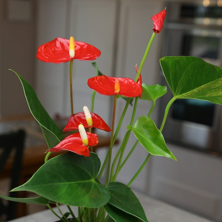 16in. Tall Red Anthurium in 4.25in Decor Pot; Indirect Light, Easy Care; Element by Altman Plants