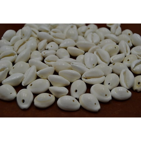 Cowry Cowrie Shell - 210+ Pcs Drilled Hole Golden Cowrie Cowry Sea Shell Beads 1 Pound, The size is 3/4