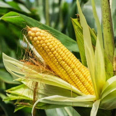 TomorrowSeeds - Incredible Sweet Corn Seeds - 30 Count - For 2025 Planting SE Sugary Enhanced