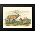 thumbnail image 2 of Audubon, John James 14x11 Black Modern Framed Museum Art Print Titled - American Elk and Deer, 2 of 5