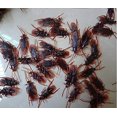 thumbnail image 3 of 12 piezas Vintage simulacro plástico falso cucaracha escorpión insectos broma juguetes broma truco aterrador insectos para fiesta, 3 of 3