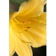 thumbnail image 2 of Schell, Jennie Marie 23x32 Black Ornate Wood Framed with Double Matting Museum Art Print Titled - Yellow Daylily Flower, 2 of 4