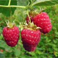 thumbnail image 6 of 3 Raspberry Plants Live, Sweet Raspberry Bush Live Plants, Well-Rooted 5-8 Inch Height, Raspberry Shrub Outdoor, No Pot (Red Raspberry), 6 of 6