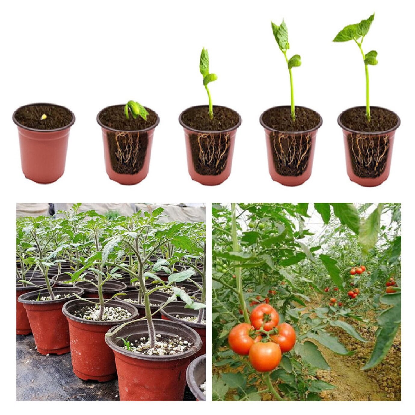 100Pcs Nursery Seedlings, 9.5in Plastic Plant Flowerpots Gardening Pot Planting Containers Cups Seed Starting Flower Container for Succulents, Brick Red