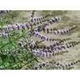 thumbnail image 2 of Spearmint Seeds/ Perennial/ Full Sun/12500 Seeds 1 Gram/ Zellajake Farm and Garden - B320, 2 of 5