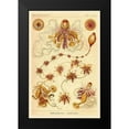 thumbnail image 2 of Haeckel, Ernst 13x18 Black Modern Framed Museum Art Print Titled - Haeckel Nature Illustrations: Siphoneae Hydrozoa, 2 of 5
