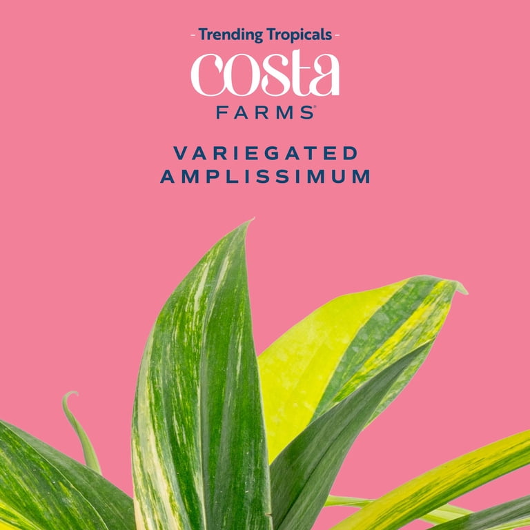 Costa Farms 10