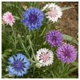 thumbnail image 4 of Everwilde Farms 500 Tall Mixed Bachelor Button Flower Seeds, Resealable Mylar Packaging, 4 of 5