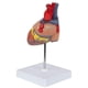 thumbnail image 5 of Heart Model, 2-part Deluxe Life Size Human Heart Replica With 34 Anatomical Structures, Includes Mo, 5 of 5