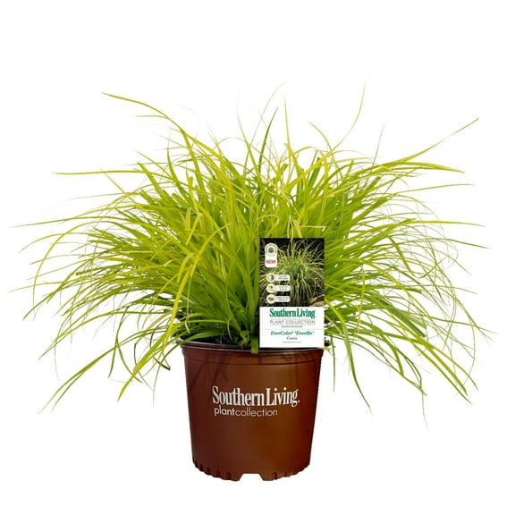Southern Living EverColor Everillo Carex 'Sedge' Live Shrub in 2.6-Quart Grower Pot