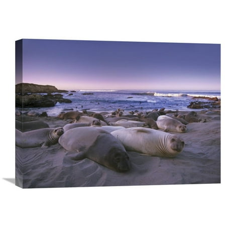 Global Gallery Northern Elephant Seal Juveniles Laying on the Beach Point Piedras Blancas Big Sur California Wall (Best Beaches In Northern California)