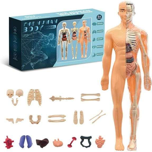 Clear Human Body Structure Model - 29-Piece Set, Removable Organs Bones & Transparent, DIY Assembled Human Torso Organ Model, 3D Human Body Skeleton Model for Anatomy (Full Organ Set)