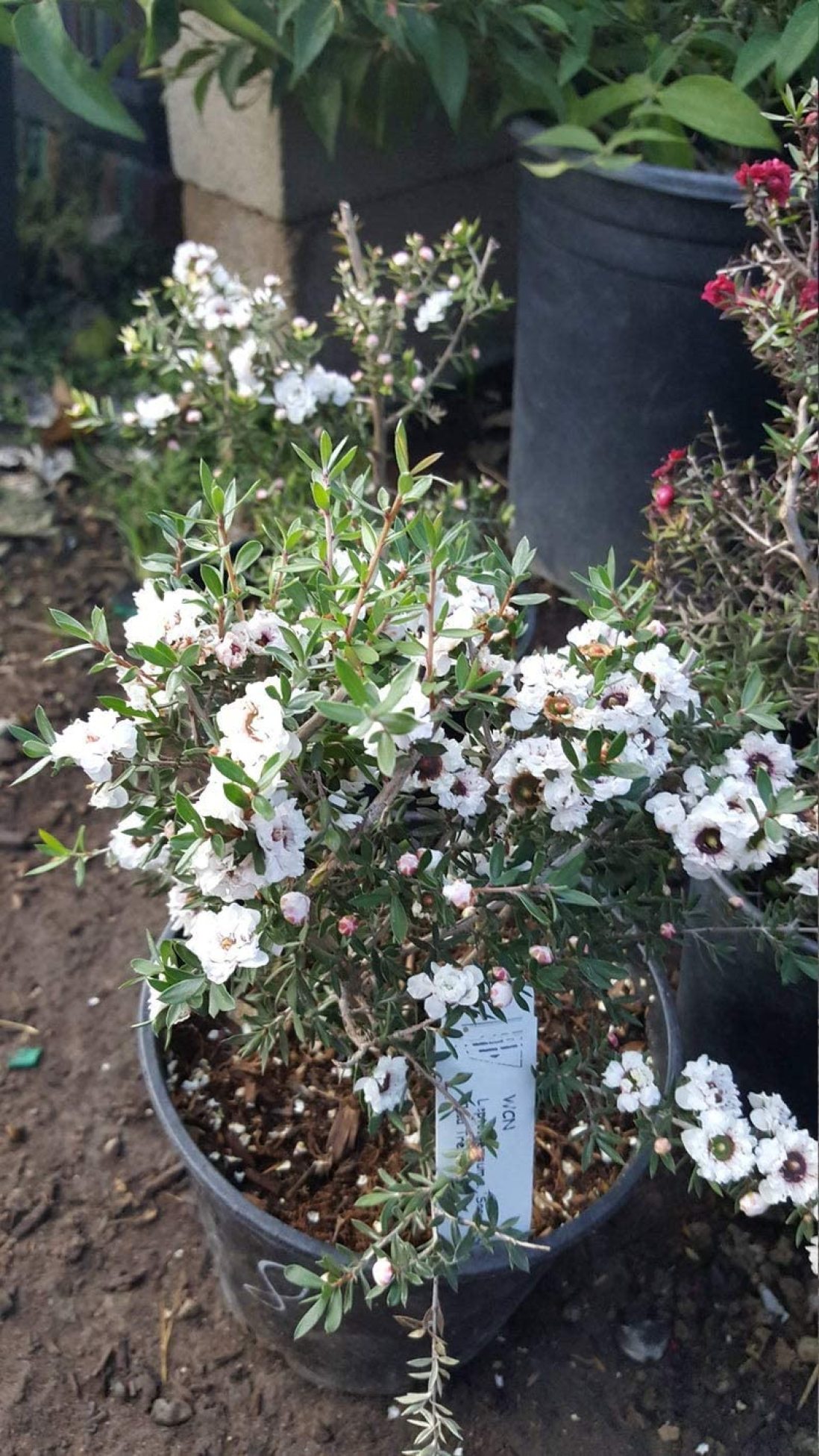 1 Leptospermum scoparium - White Live Plant - Walmart.com