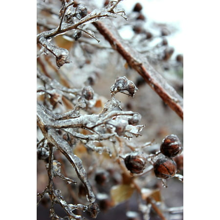 Canvas Print Ice Winter Freezing Freezing Rain ICY Frozen Stretched Canvas 10 x