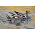 thumbnail image 2 of Morris, Arthur 32x22 Gold Ornate Wood Framed with Double Matting Museum Art Print Titled - New Mexico American wigeons courting, 2 of 4