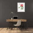 thumbnail image 3 of Redoute, Pierre Joseph 19x24 White Modern Wood Framed Museum Art Print Titled - French Rose, Ordinary Provins Rosebush, Rosa galluca offuenalis, 3 of 4