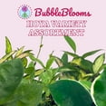 thumbnail image 2 of BubbleBlooms Hoya Macrophylla Variegated Tricolor Stunning Houseplant in 2-inch Pot, 2 of 9