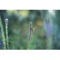 thumbnail image 7 of Plant Good Seed Western Vervain Seeds Native Cali Perennial Wildflower Part/Full Sun Medicinal Herb, 7 of 7