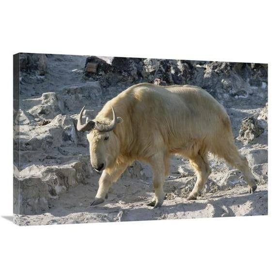 Global Gallery GCS-452488-2436-142 24 x 36 in. Takin, China Art Print - Konrad Wothe