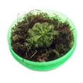 thumbnail image 2 of Carnivorous Sundew Bio-Dome Terrarium Kit - Live Plant, 2 of 3