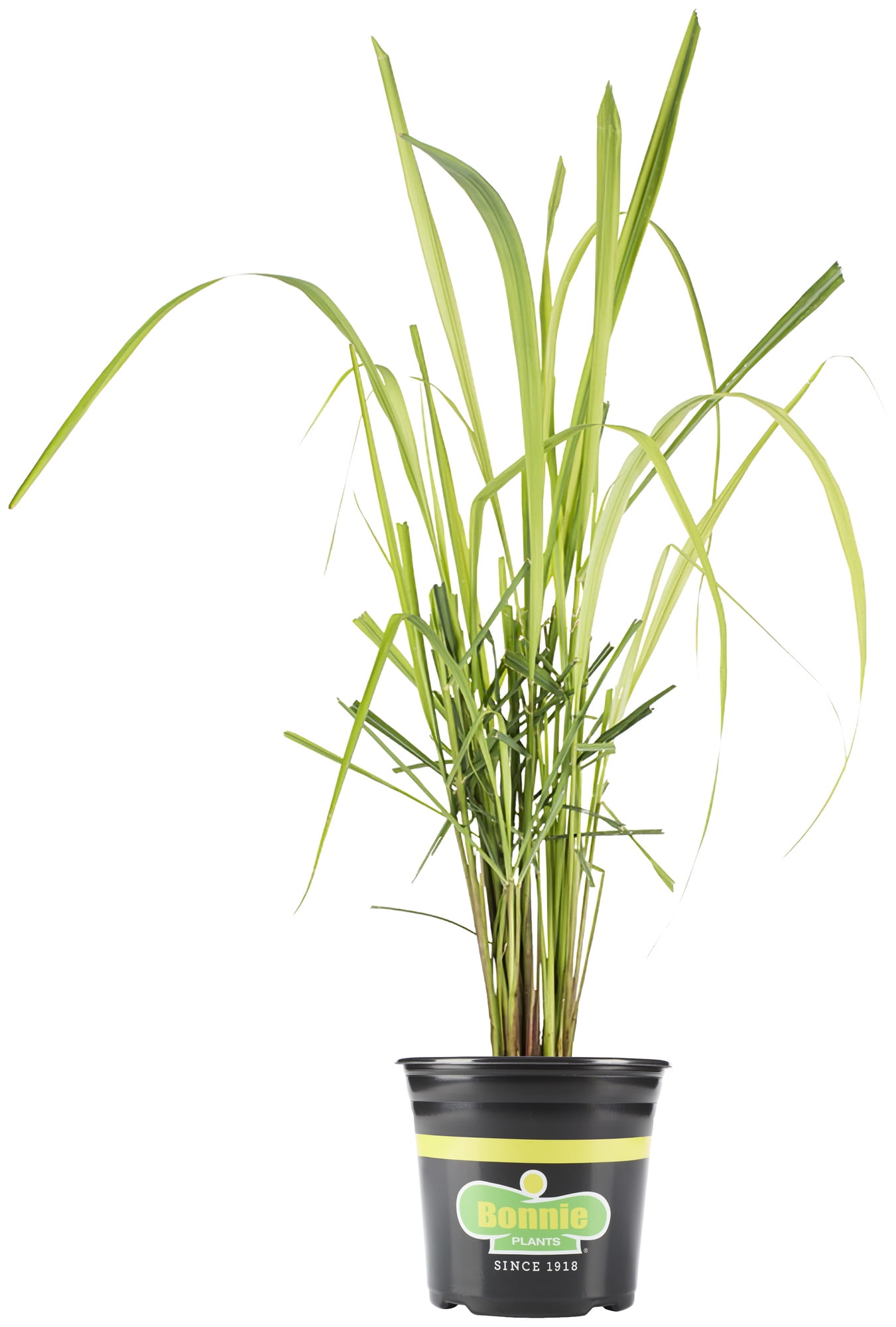 Bonnie Plants Lemongrass 2.32 qt