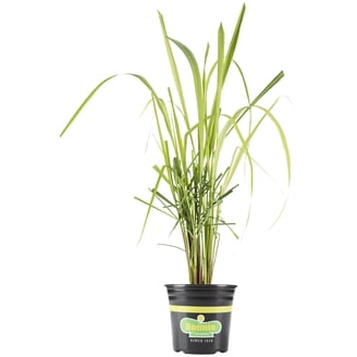plant cuttings rooting hormone Root Out - Rooting Hormone Powder