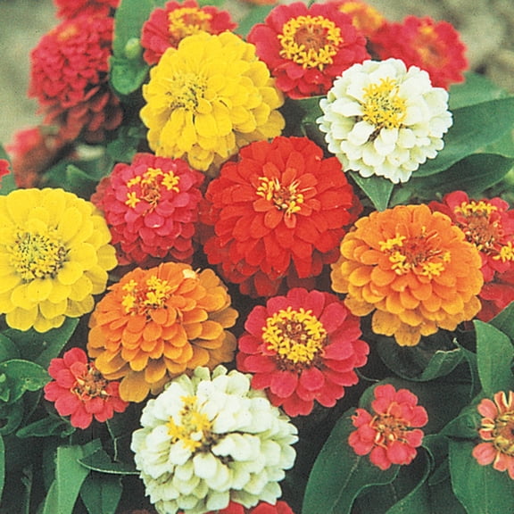 State Fair Zinnia Flowering Seeds, 60 seeds per pack