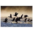 thumbnail image 1 of Great BIG Canvas | "Canada Geese take flight on a misty winter morning, Lynn Canal, Southeast Alaska, Winter" Art Print - 48x32, 1 of 4