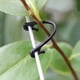 thumbnail image 5 of 50 hebillas para enredaderas, clips de sujeción fijos, ganchos de amarre, hebillas para enredaderas, pinzas para verduras y plantas de jardín (negro), 5 of 7