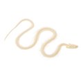 thumbnail image 4 of Real Snake Bone Specimen Authentic Reptile Skeleton for Decor Educational Art Piece 12.5 Inches Beige, 4 of 9
