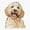 1pcs, variant on Cute Golden Doodle Dog With Light Brown Fur Er, Phone Decal Water Bottle Stickers Car Decals, Funny Birthday Gift