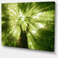 thumbnail image 2 of Design Art - Sunlight Peeking through Green Tree, 2 of 3