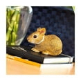 thumbnail image 3 of Safari Ltd. Eastern Cottontail Rabbit Baby Figurine - Lifelike 4.25" Model Figure - Educational Toy for Boys, Girls, and Kids Ages 18M+, 3 of 7