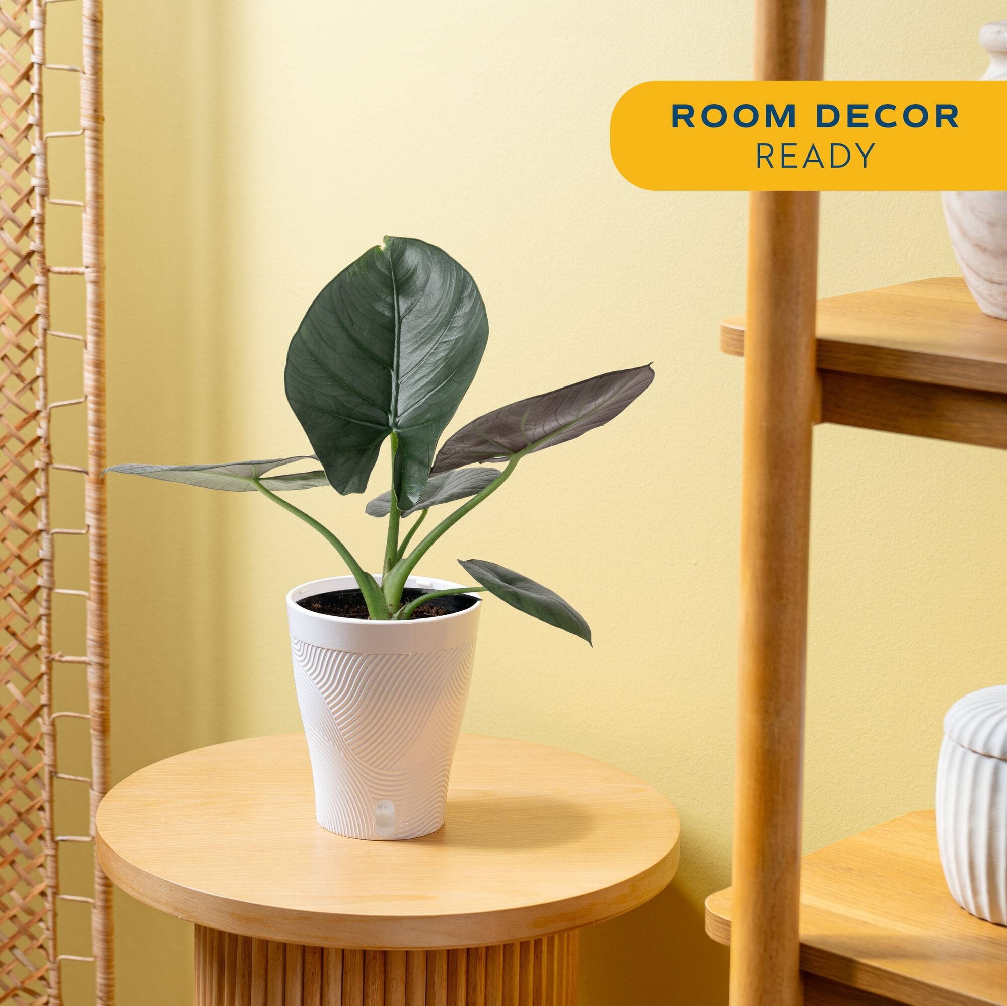 Costa Farms 12" Alocasia Reginae Live House Plants in 5" Self-Watering Pot