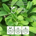 thumbnail image 4 of Organic Way Dried Sage Leaf Whole (Salvia Officinalis) - European Wild-Harvest | Organic & Kosher Certified | Vegan, Non GMO & Gluten Free | USDA Certified | Origin - Albania (1/4LBS / 4Oz), 4 of 9