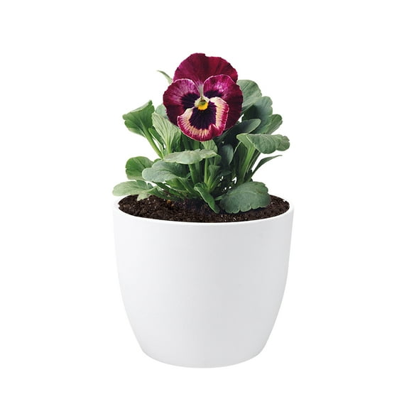 unbranded Lily Plant Pot Pots with Drainage Flower Home Decoration