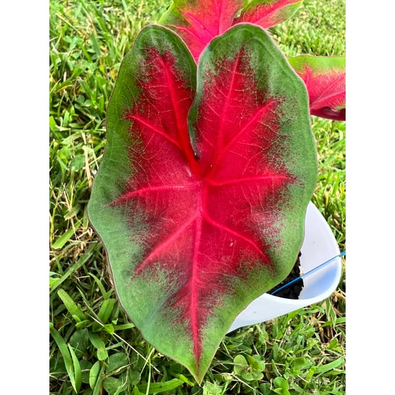 Frieda Hemple Caladium (2 Bulbs) | Stunning Red with Scarlet Veins
