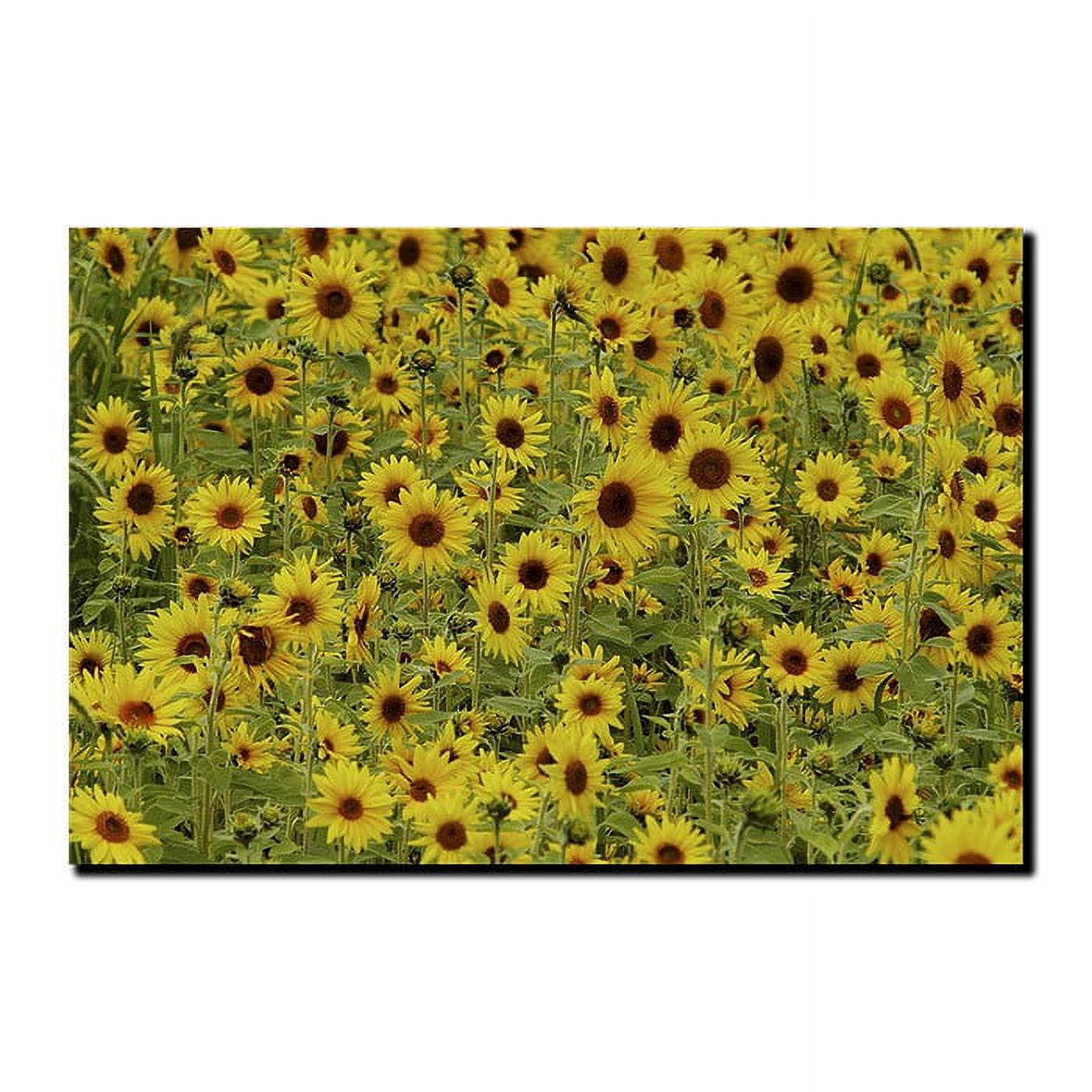 Trademark Art "A Sunflower Day" Canvas Art by Kurt Shaffer