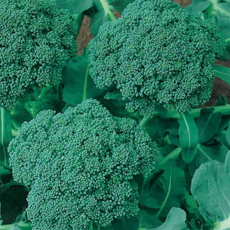 Waltham 29 Broccoli Seeds - Non-GMO Bulk Heirloom Seed for Growing Microgreens, Vegetable Gardening, Garden Salad Garnishes, More (4