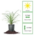 thumbnail image 2 of 1 Gallon Lemongrass Plant, 2 of 7