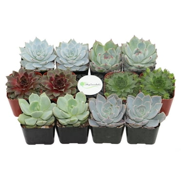 Shop Succulents Rosette Succulent (Collection of 12)