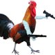 thumbnail image 2 of Accesorios para El Brazo Corral Juguete Pollo Portátil Impreso en 3D Regalo () Blanco, 2 of 8