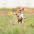 thumbnail image 5 of YINGQING Two Sizes Of Pet Tennis With Diameters For To Play With Outdoors, 5 of 5