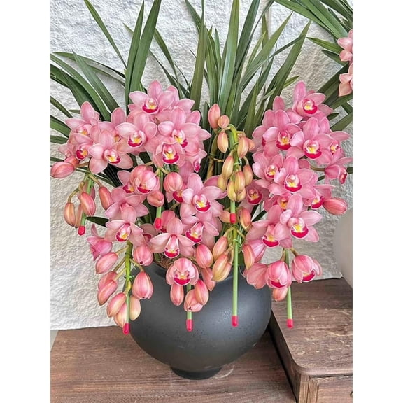 Cymbidium Orchid Bulbs,Low Maintenance - Easy Grow - Ideal For Beds Borders, Plant Pots & Planters