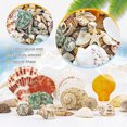thumbnail image 3 of Tutuviw Natural Seashells Mixed Starfish Sea Shells,Beach Snail Seashells for Beach Theme Parties,Home Decoration,Various DIY Crafts,Candle Making,Fish Tank and Vase Fillers (1lb,Mixed Shellfish), 3 of 5
