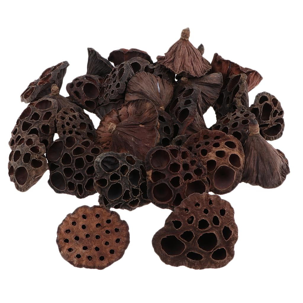 120pcs Natural Dried lotus Flowers Fruit for Floral Arrangement DIY