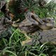 thumbnail image 3 of Juguete de serpiente realista de goma de alta simulación, juguete de serpiente falsa, modelo de pitón, accesorios de jardín y Halloween, espeluznante, 3 of 5
