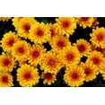thumbnail image 2 of 50 Tricolor DOUBLE PAINTED DAISY Chrysanthemum Carinatum Tanacetum Dunetti Mixed Colors Flower Seeds, 2 of 7
