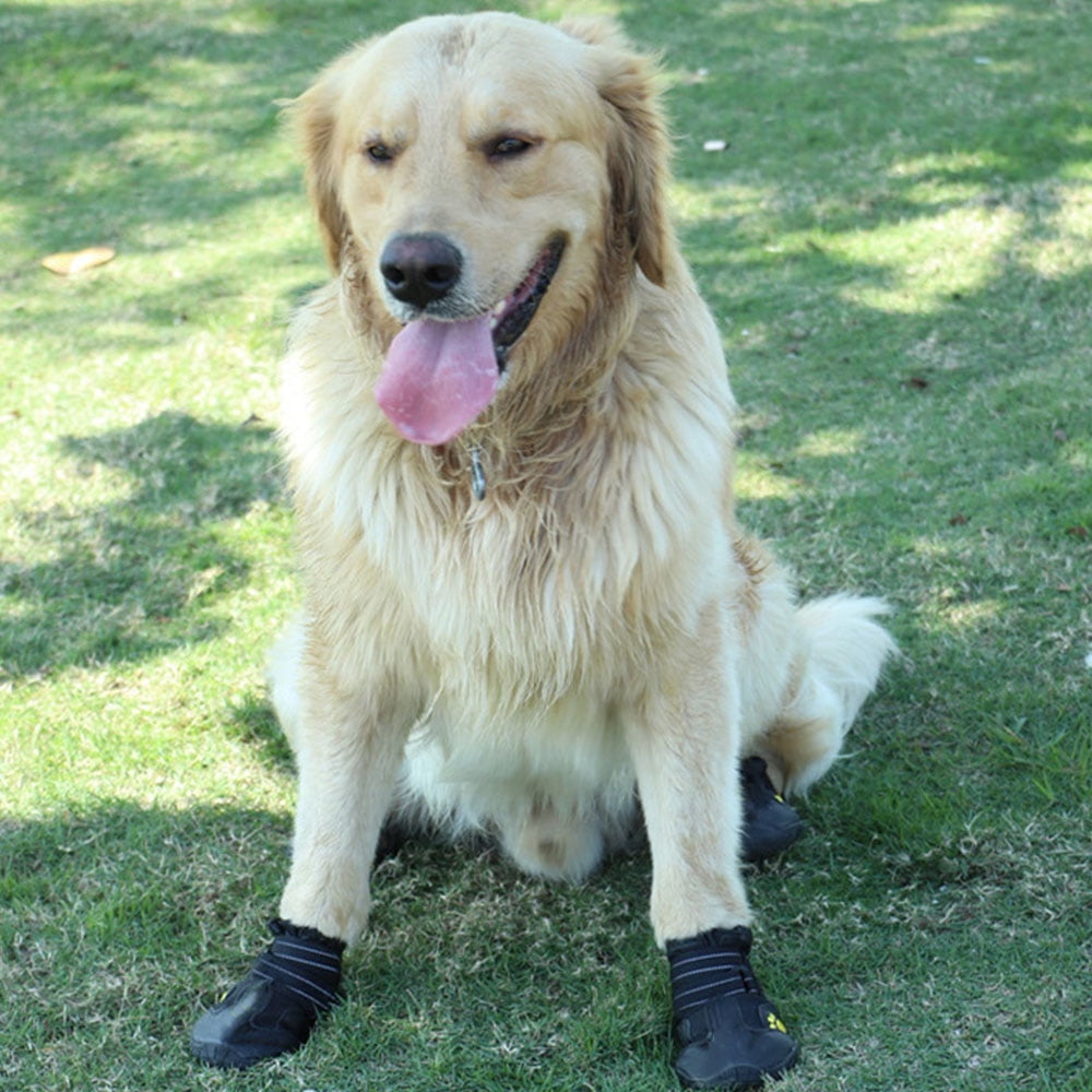 Golden retriever booties sale